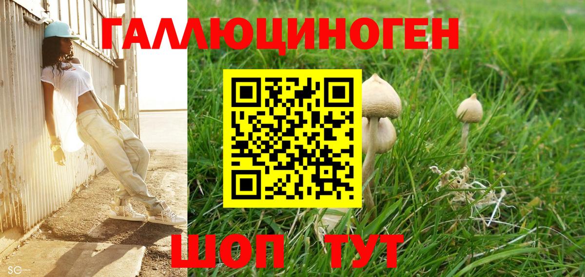 Великие Луки  Псилоцибиновые грибы Cubensis  Вход с VPN  Галлюциногенные грибы Cubensis 